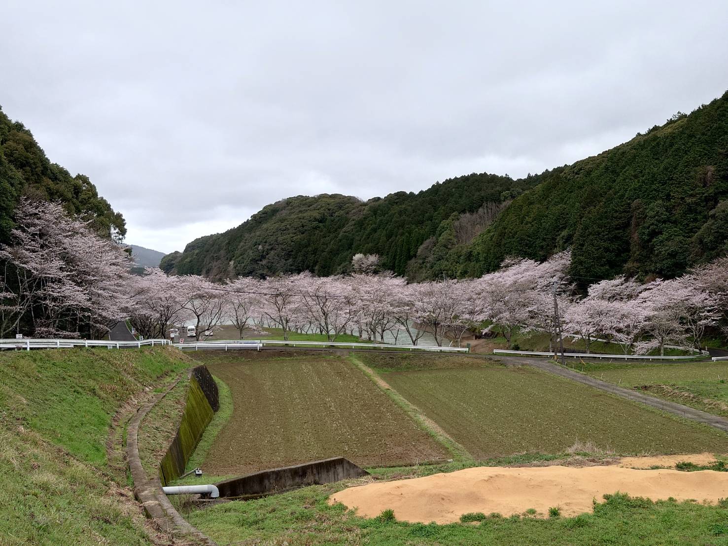 桜