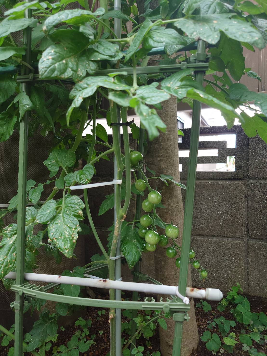 トマト